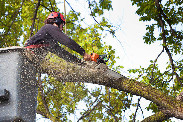 Best Tree Cabling and Bracing  in Maiden, NC